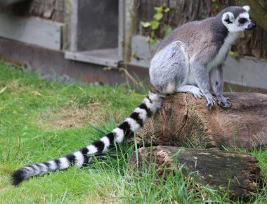 Halka kuyruklu lemur (Lemur catta), uzun, siyah ve beyaz halkalı kuyruğundan dolayı en çok tanınan lemurdur..