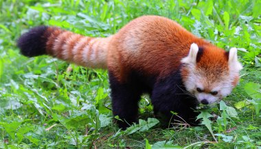 Kırmızı panda (İngilizce: 