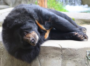 Asya kara ayısı (Ursus thibetanus veya Selenarctos thibetanus), Asya 'da yaşayan ve büyük ölçüde ağaç yaşamına adapte olmuş orta büyüklükte bir ayı türüdür.