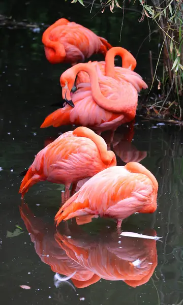 American Flamingos Phoenicopterus Ruber Large Species Flamingo Closely Related Greater — Stock Photo, Image