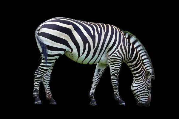 Burchell Zebrája Síkság Zebrájának Déli Alfaja William John Burchell Brit — Stock Fotó