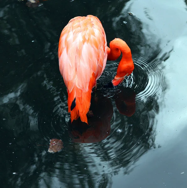Amerykański Flaming Fenicopterus Ruber Jest Dużym Gatunkiem Flaminga Blisko Spokrewnionym — Zdjęcie stockowe