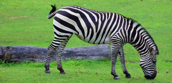 Zebra Burchell Uma Subespécie Sul Zebra Das Planícies Seu Nome — Fotografia de Stock