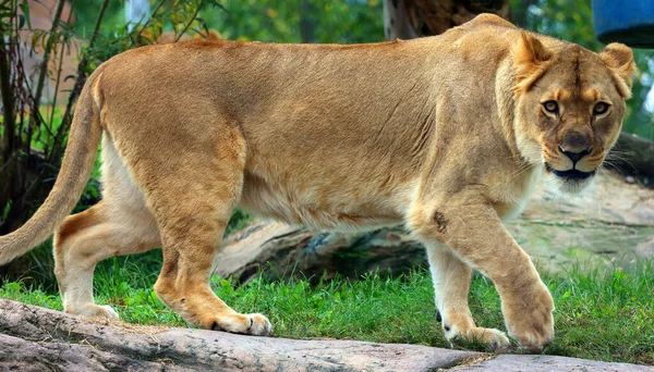 Lev Jednou Čtyř Velkých Koček Rodu Panthera Členem Rodu Felidae — Stock fotografie