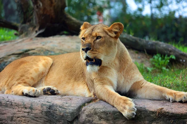 Aslan Panthera Cinsindeki Dört Büyük Kediden Biri Felidae Familyasının Bir — Stok fotoğraf