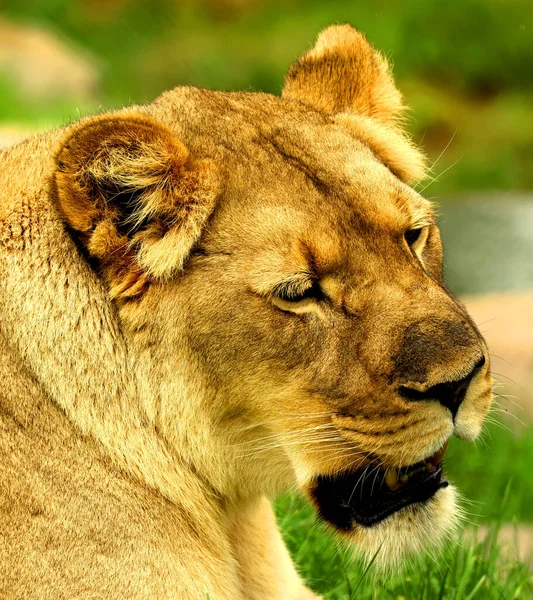 Aslan, Panthera cinsindeki dört büyük kediden biri ve Felidae familyasının bir üyesidir. Bazı erkekler 250 kg ağırlığı (550 lb) aşarak kaplandan sonra yaşayan en büyük ikinci kedidir.