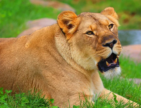 Lion Dos Quatro Grandes Felinos Gênero Panthera Membro Família Felidae — Fotografia de Stock