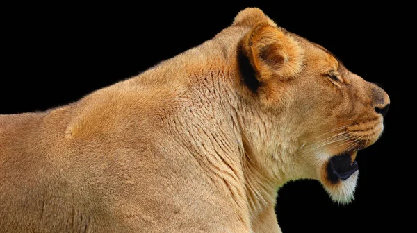 Lion Ist Eine Der Vier Großkatzen Der Gattung Panthera Und — Stockfoto