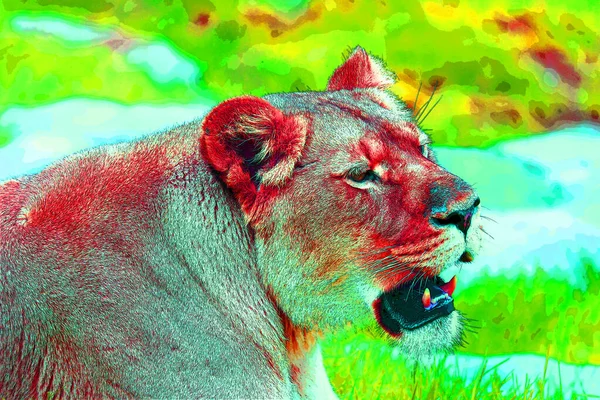 lion sign pop art - color background with color spots. Lion is one of the four big cats in the genus Panthera, and a member of the family Felidae. With some males exceeding 250 kg in weight, it is the second-largest living cat after the tiger