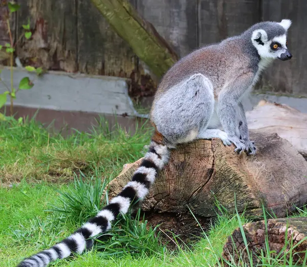 Кольцехвостый Лемур Lemur Catta Является Большим Приматом Стрепсирина Самым Признанным — стоковое фото