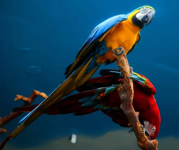 Blue Yellow Macaw Also Known Blue Gold Macaw Scarlet Macaw — Stock Photo, Image
