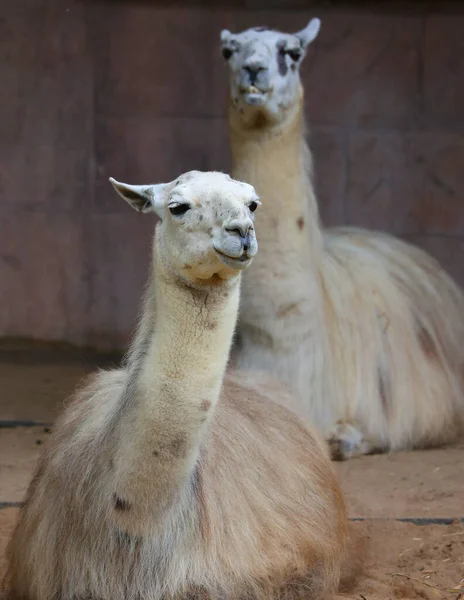 Lhama Lama Glama Camelóide Sul Americano Amplamente Utilizado Como Carne — Fotografia de Stock