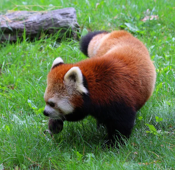 Красная Панда Ailurus Fulgens Называемая Мелкой Пандой Красным Кошачьим Медведем — стоковое фото