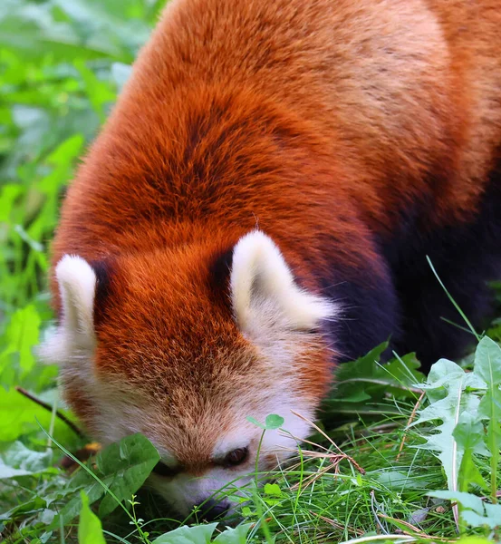 Panda Rosso Ailurus Fulgens Chiamato Anche Panda Minore Orso Gatto — Foto Stock