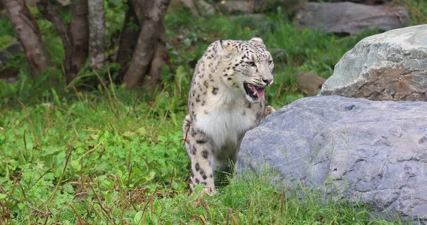 Leopardo Nieve Gran Gato Nativo Las Cordilleras Asia Central Meridional —  Fotos de Stock