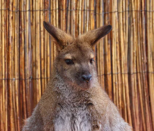 Валлабі Англ Wallaby Маленький Або Середнього Розміру Макропод Родом Австралії — стокове фото
