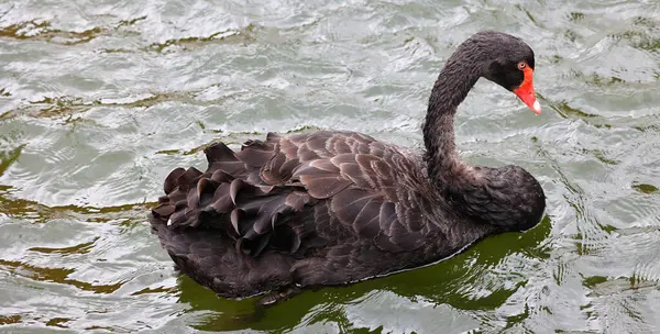 Czarny Łabędź Duży Wodny Ptak Gatunek Łabędzia Który Rozmnaża Się — Zdjęcie stockowe