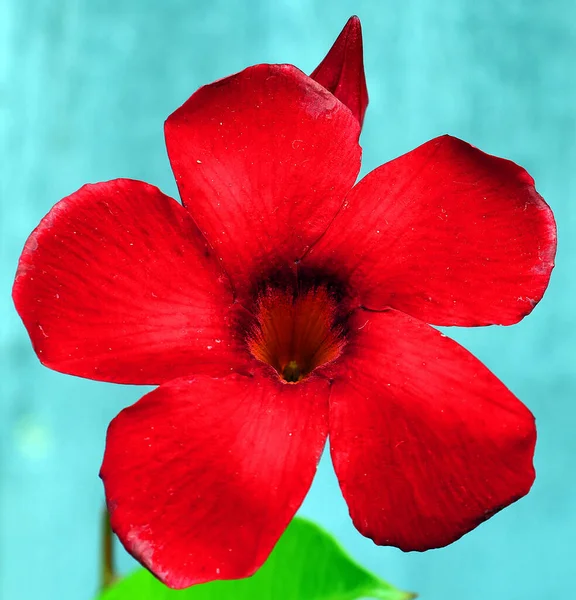 マンデヴィラは 家族のアポシナイに属する熱帯および亜熱帯の花瓶の属である 最初は1840年に遺伝子として記述された 一般的な名前はロックトランペットです — ストック写真