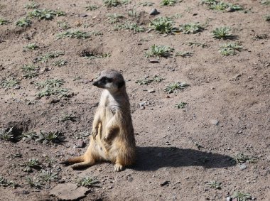 Mirket ya da suricate, Botsvana 'daki Kalahari Çölü, Namib Çölü, Namibya ve Angola' nın güneybatısında yaşayan firavun faresi ailesine ait küçük bir etobur türü.