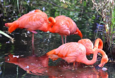 Amerikan flamingosu (Phoenicopterus ruber), büyük flamingo ve Şili flamingosuyla yakından ilişkili büyük bir flamingo türüdür..  