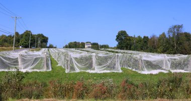 Yazın Shefford Doğu Kasabası, Quebec, Kanada 'da kuşların üzüm bağına zarar vermesini engellemek için kuş ağı.  