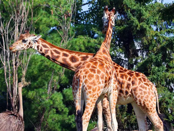 the giraffes, the largest giraffes, is an african animals