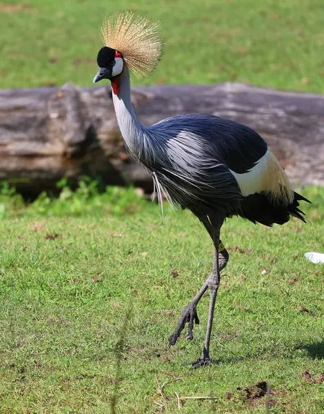The grey crowned crane is a bird in the crane family Gruidae. It occurs in dry savannah in Africa south of the Sahara, although it nests in somewhat wetter habitats.