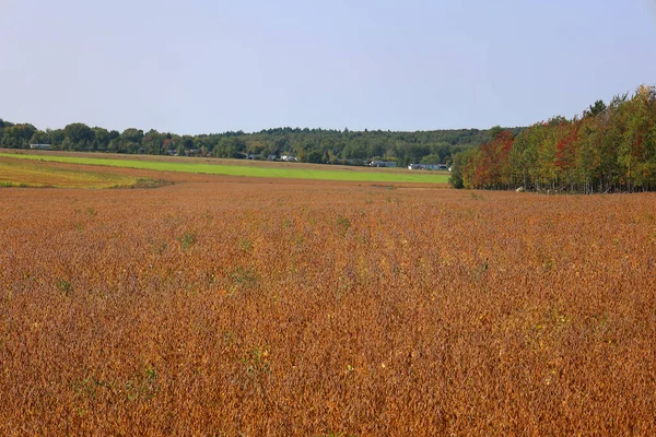 Soybean field by the UN Food and Agriculture Organization, produces significantly more protein per acre than most other uses of land