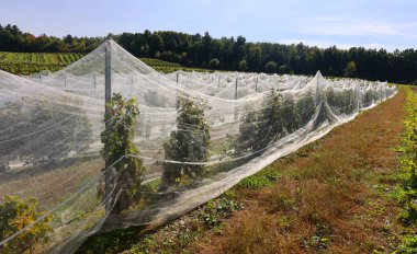 Yazın Shefford Doğu Kasabası, Quebec, Kanada 'da kuşların üzüm bağına zarar vermesini engellemek için kuş ağı.  