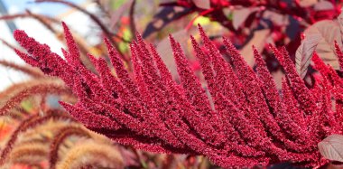 Milletler, dünyanın dört bir yanında tahıl ya da tahıl olarak yetişen, son derece değişken, küçük tohumlu otlardan oluşan bir gruptur..