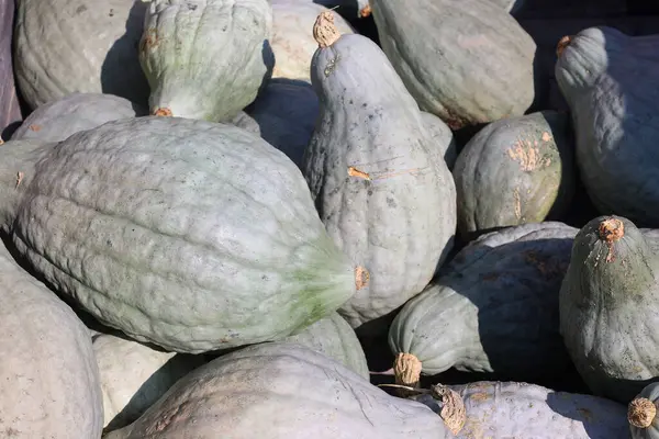 Montreal Quebec Kanada pazarında dekoratif balkabağı ve kabak çeşitleri