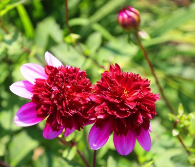 Dahlia, Meksika, Orta Amerika ve Kolombiya 'da yetişen tüylü, veremli ve uzun ömürlü bir bitki cinsidir. En az 36 tür yıldız çiçeği vardır, bazıları D-emperyali gibi, 10 metre uzunluğunda..