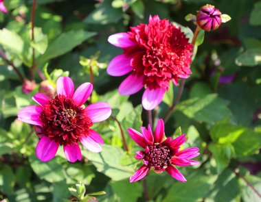 Dahlia, Meksika, Orta Amerika ve Kolombiya 'da yetişen tüylü, veremli ve uzun ömürlü bir bitki cinsidir. En az 36 tür yıldız çiçeği vardır, bazıları D-emperyali gibi, 10 metre uzunluğunda..   