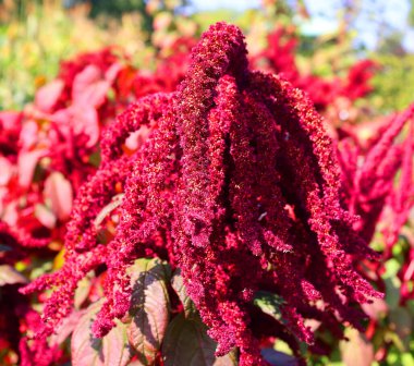 Milletler, dünyanın dört bir yanında tahıl ya da tahıl olarak yetişen, son derece değişken, küçük tohumlu otlardan oluşan bir gruptur..