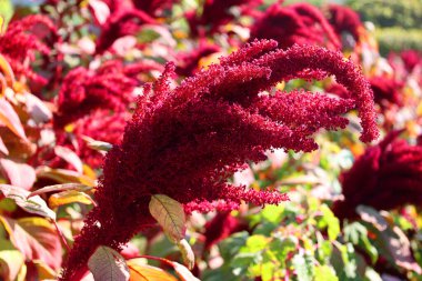 Milletler, dünyanın dört bir yanında tahıl ya da tahıl olarak yetişen, son derece değişken, küçük tohumlu otlardan oluşan bir gruptur..