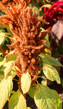 Milletler, dünyanın dört bir yanında tahıl ya da tahıl olarak yetişen, son derece değişken, küçük tohumlu otlardan oluşan bir gruptur..
