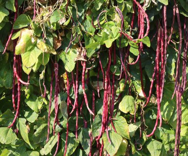 Vigna unguiculata sesquipedalis, Sesquipedalis, Magnoliophyta, Fabaceae, kırmızı sebze bahçesi uzun fasulye, doğada yetişen çiğ yiyecekler.