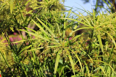 Cyperus alternifolius (papirüs, şemsiye sedge veya şemsiye palmiyesi), Cyperaceae familyasından çok büyük bir bitki türü olan Cyperus cinsi..