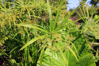 Cyperus alternifolius (papirüs, şemsiye sedge veya şemsiye palmiyesi), Cyperaceae familyasından çok büyük bir bitki türü olan Cyperus cinsi..