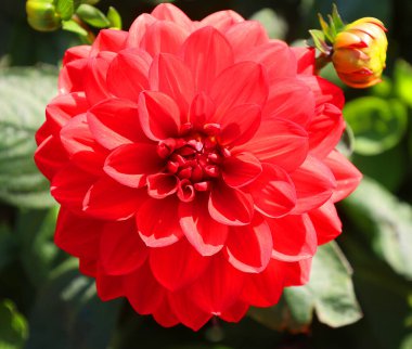 Dahlia, Meksika, Orta Amerika ve Kolombiya 'da yetişen tüylü, veremli ve uzun ömürlü bir bitki cinsidir. En az 36 tür yıldız çiçeği vardır, bazıları D-emperyali gibi, 10 metre uzunluğunda..