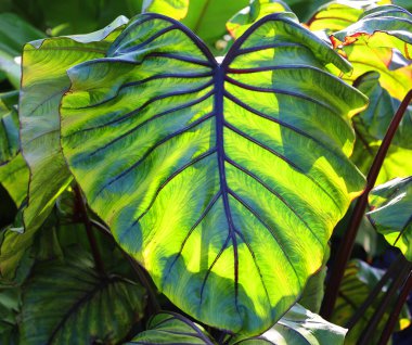 Ormanda fil kulağının yeşil yaprakları. Yeşil yaprak dokusu çok az. Tropikal ormanda yeşil yapraklar. Botanik bahçesi. Kaplıca ya da zihinsel sağlık ve zihin terapisi için yeşillik duvar kağıdı.