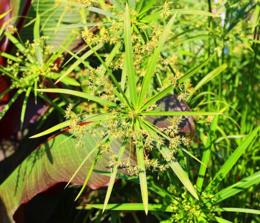 Cyperus alternifolius (papirüs, şemsiye sedge veya şemsiye palmiyesi), Cyperaceae familyasından çok büyük bir bitki türü olan Cyperus cinsi..