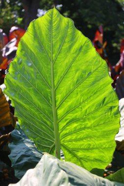 Ormanda fil kulağının yeşil yaprakları. Yeşil yaprak dokusu çok az. Tropikal ormanda yeşil yapraklar. Botanik bahçesi. Kaplıca ya da zihinsel sağlık ve zihin terapisi için yeşillik duvar kağıdı.