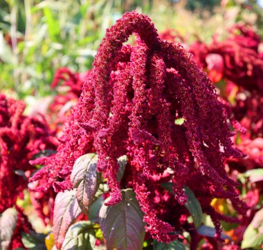 Milletler, dünyanın dört bir yanında tahıl ya da tahıl olarak yetişen, son derece değişken, küçük tohumlu otlardan oluşan bir gruptur..