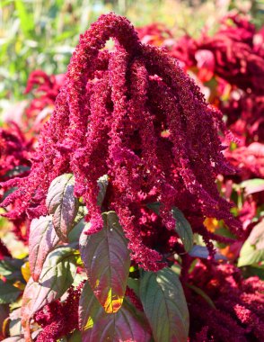Milletler, dünyanın dört bir yanında tahıl ya da tahıl olarak yetişen, son derece değişken, küçük tohumlu otlardan oluşan bir gruptur..
