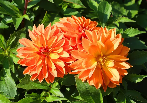 Dalia anaranjada en el jardín