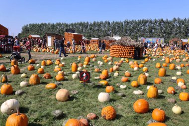 En orijinal balkabağı köyü CitrouilleVille