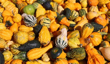 Şeker kabakları C. pepo üyeleridir ve çeşitli renklerde olabilirler, ama genellikle pürüzsüz, yuvarlak, ince tenli ve orta büyüklüktedir..