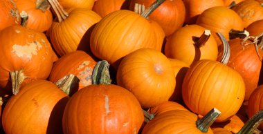 Çiftçi pazarında yeni toplanmış renkli kabaklar ve kabaklar sergileniyor.