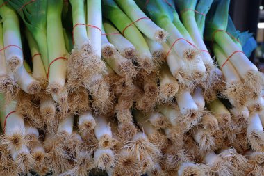 Pırasa bir sebzedir, Allium ampeloprasum çiftliği, geniş yapraklı yabani pırasa. Bitkinin yenilebilir kısmı yaprak kılıflarından oluşur ve bazen yanlışlıkla sapı ya da sapı olarak adlandırılır..